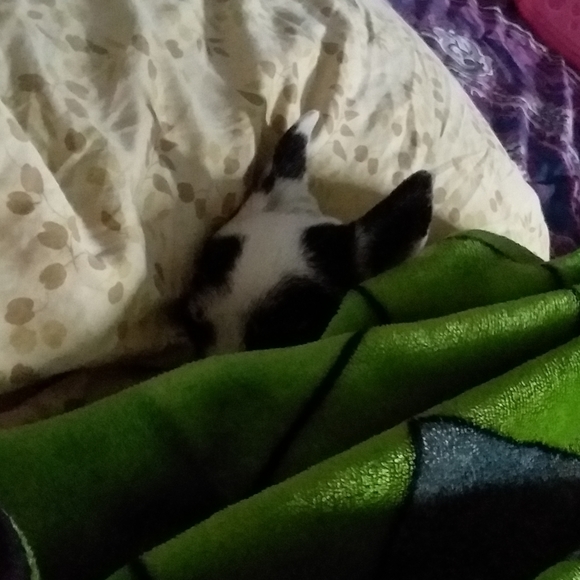 Rest In Peace - Picture 4 of 13